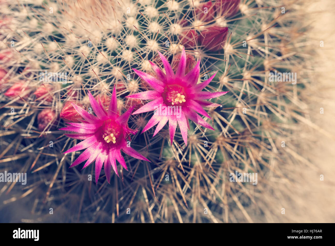 Rosa Blumen dekorative Kaktus, beachten Sie die geringe Schärfentiefe Stockfoto