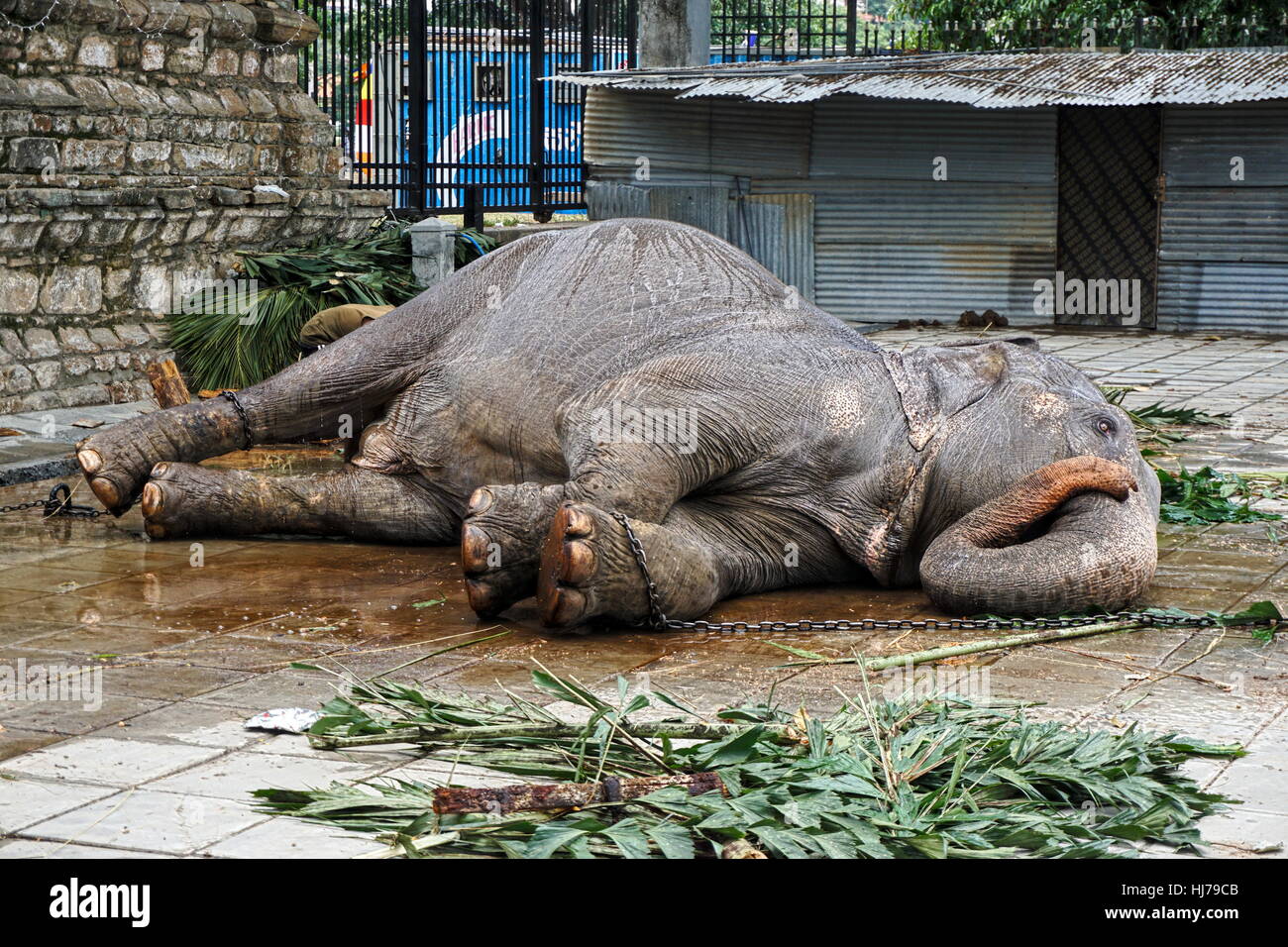 Sri Lanka Elefant für Kandy Festival gereinigt wird. Stockfoto