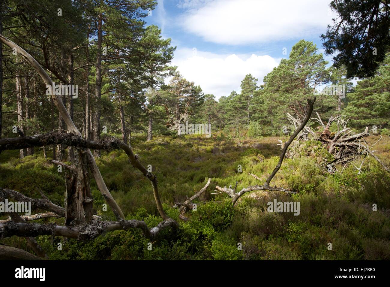 Woodland Ansicht, Abernethy Wald, Hochland Schottland Stockfoto
