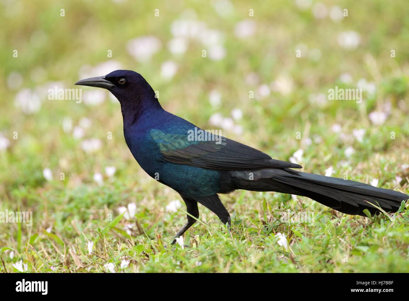 Männliche Boot-angebundene Grackle auf grasbewachsenen Ufer Stockfoto