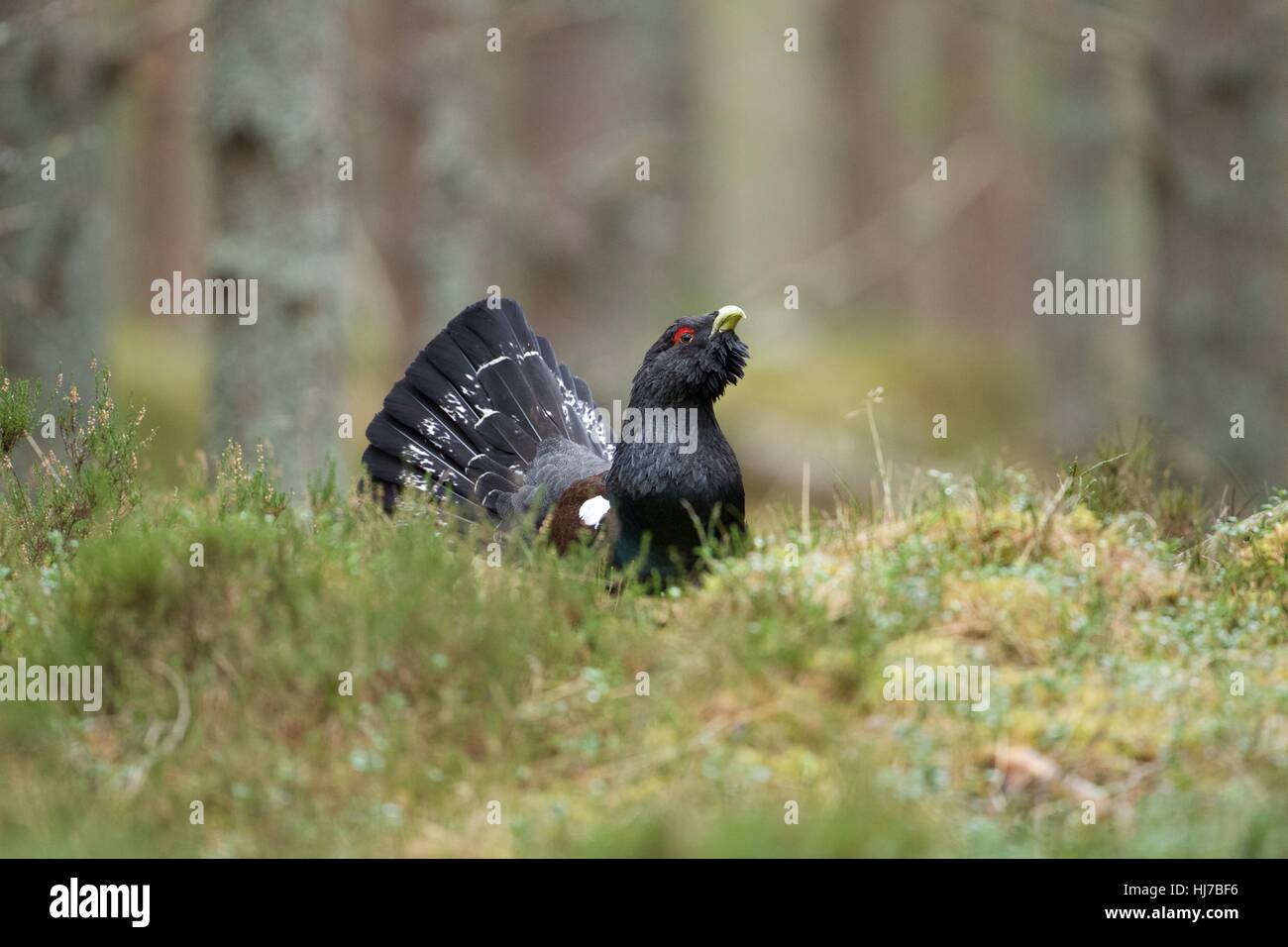 Männliche Auerhuhn Caledonian Forest of Scotland Stockfoto
