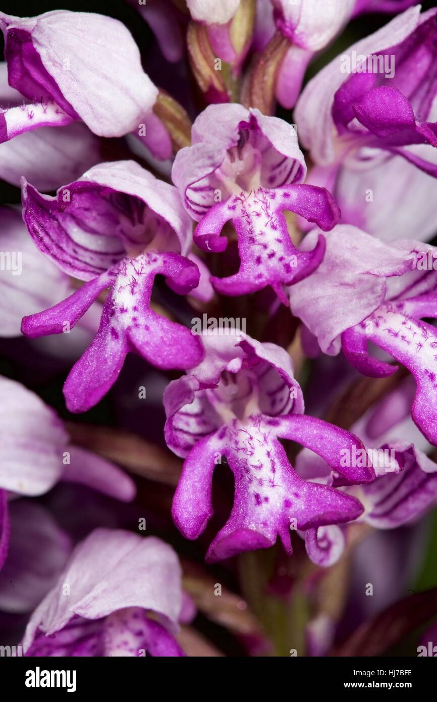 Nahaufnahme des militärischen Orchidee blüht (Orchis Militaris) Stockfoto