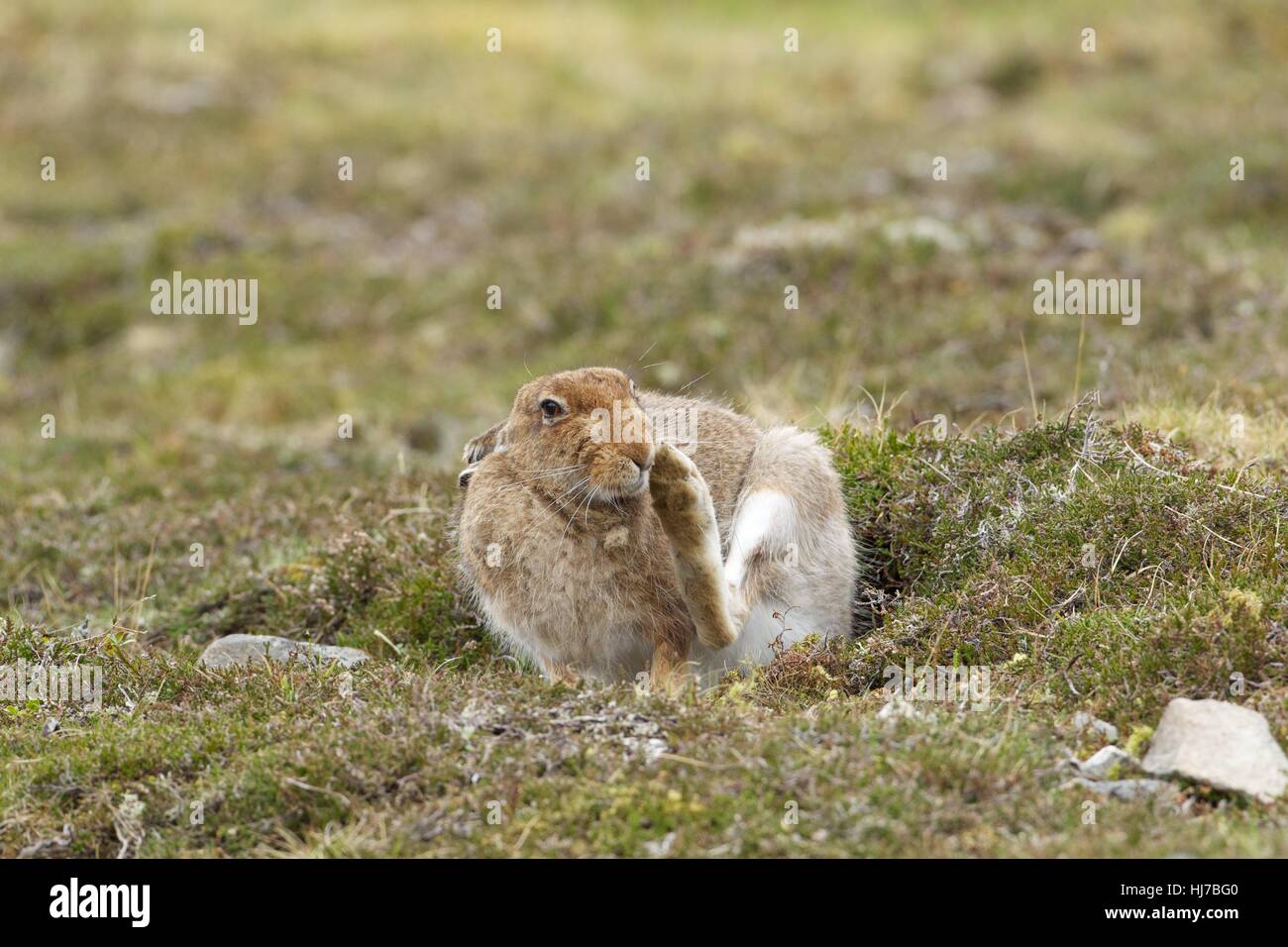 Ein Schneehase im Sommerfell, kratzen Stockfoto