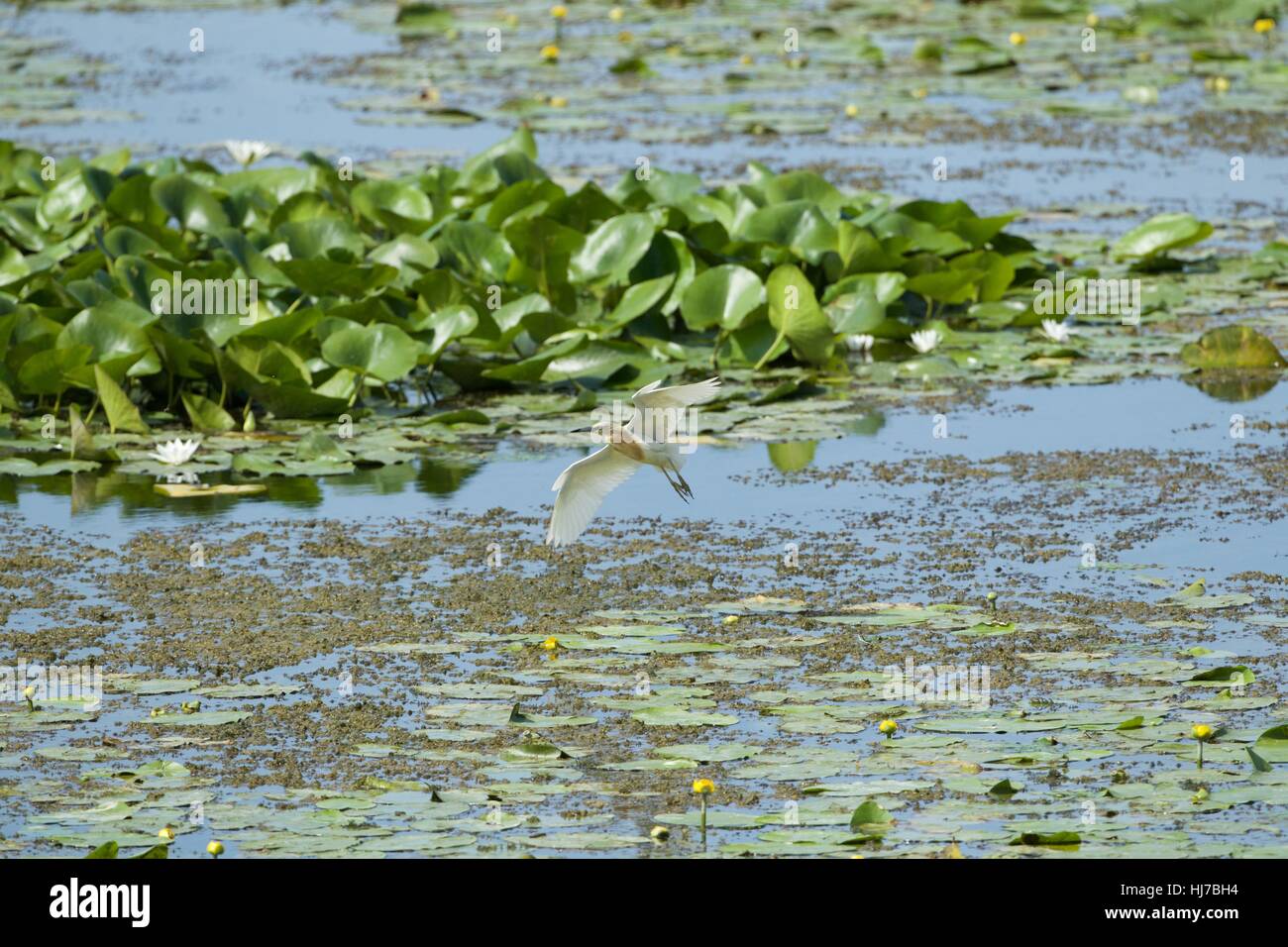 Squacco Heron überfliegen Seerosen Stockfoto
