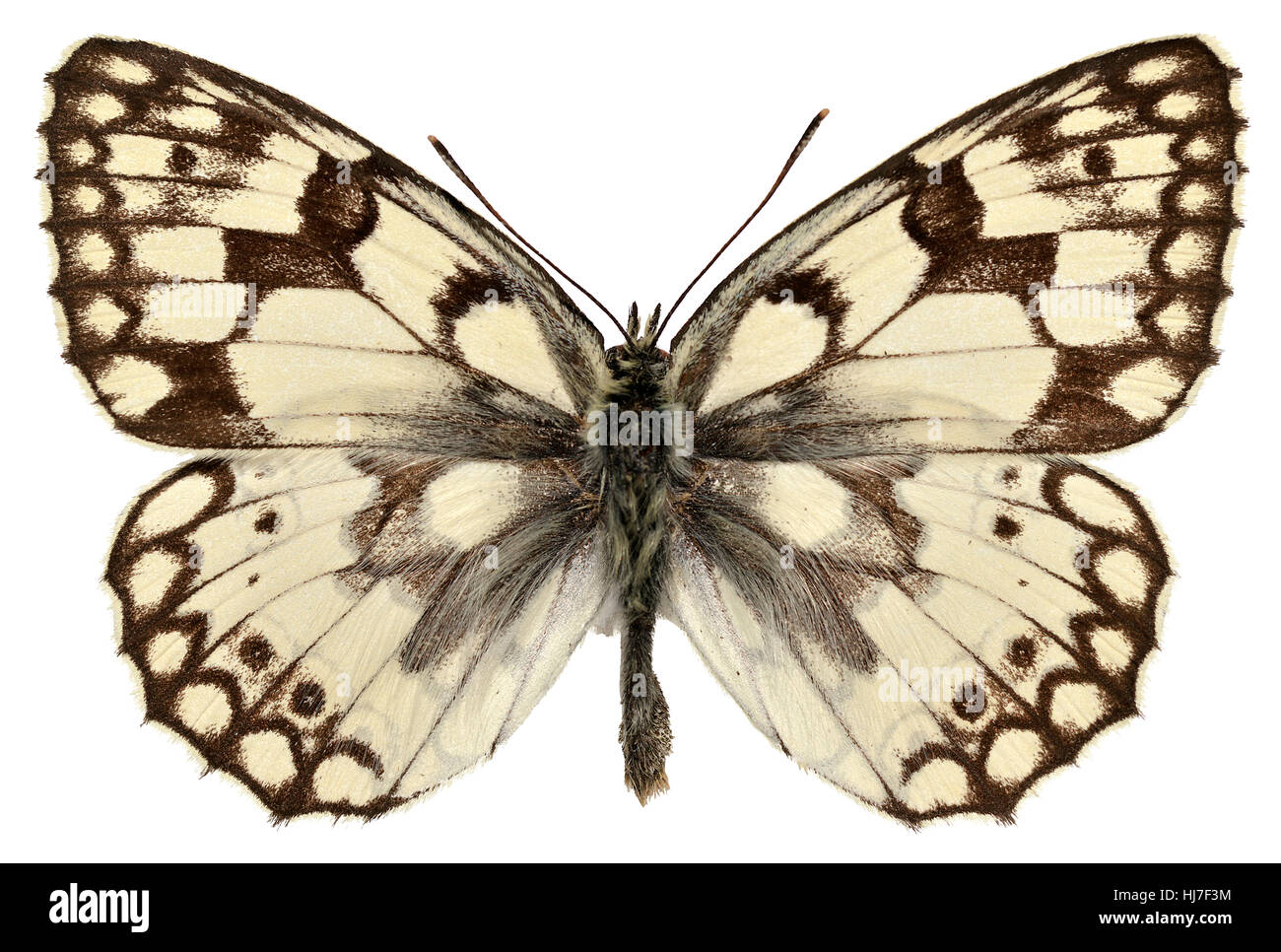 Detail, Closeup, Tier, schwarz, dunkelhäutigen, tiefschwarze, tiefschwarz, Sommer, Stockfoto