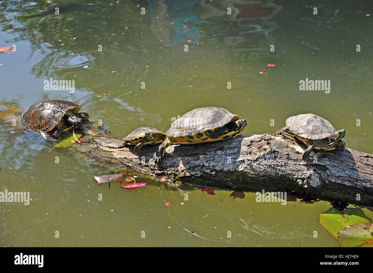 Süßwasser Schildkrötenteich in Unian Lido, Cavallino, Jesolo, Italien. Stockfoto