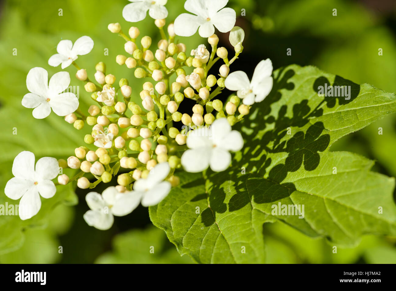 Ziersträucher mit weißen Blumen in voller Blüte, geringe Schärfentiefe Hinweis Stockfoto