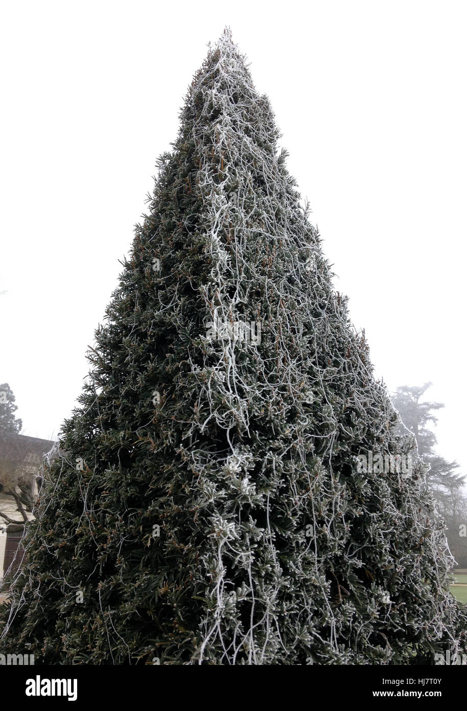 Geometrische Form eines Baumes mit Frost auf der einen Seite. Gärten des Chateau de Chenonceau, Stockfoto