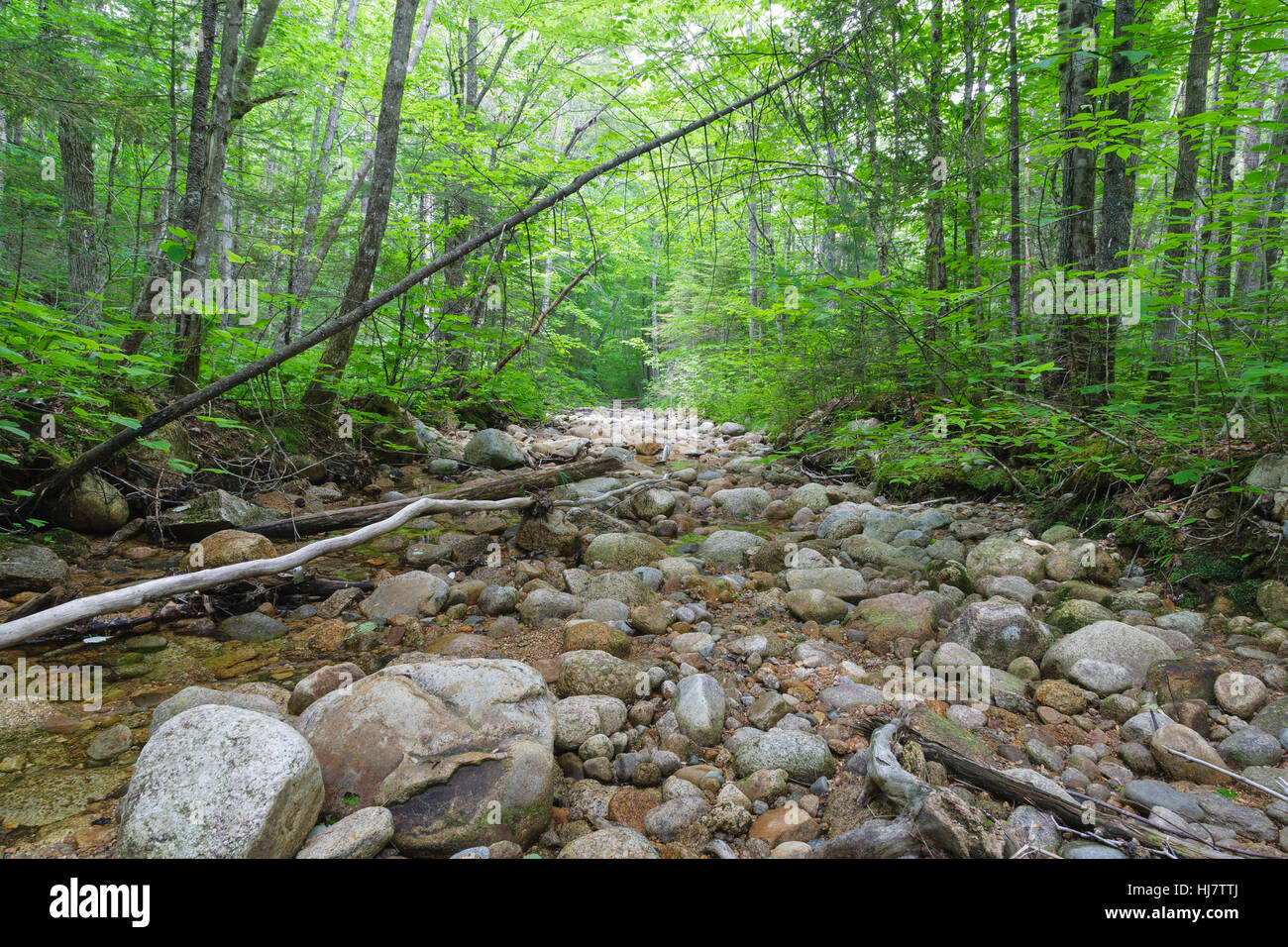 Lage von einer Stichleitung aus der East Branch & Lincoln Protokollierung Railroad (1893-1948) in North Fork Junction in der Pemigewasset Wildnis von New Hampsh Stockfoto