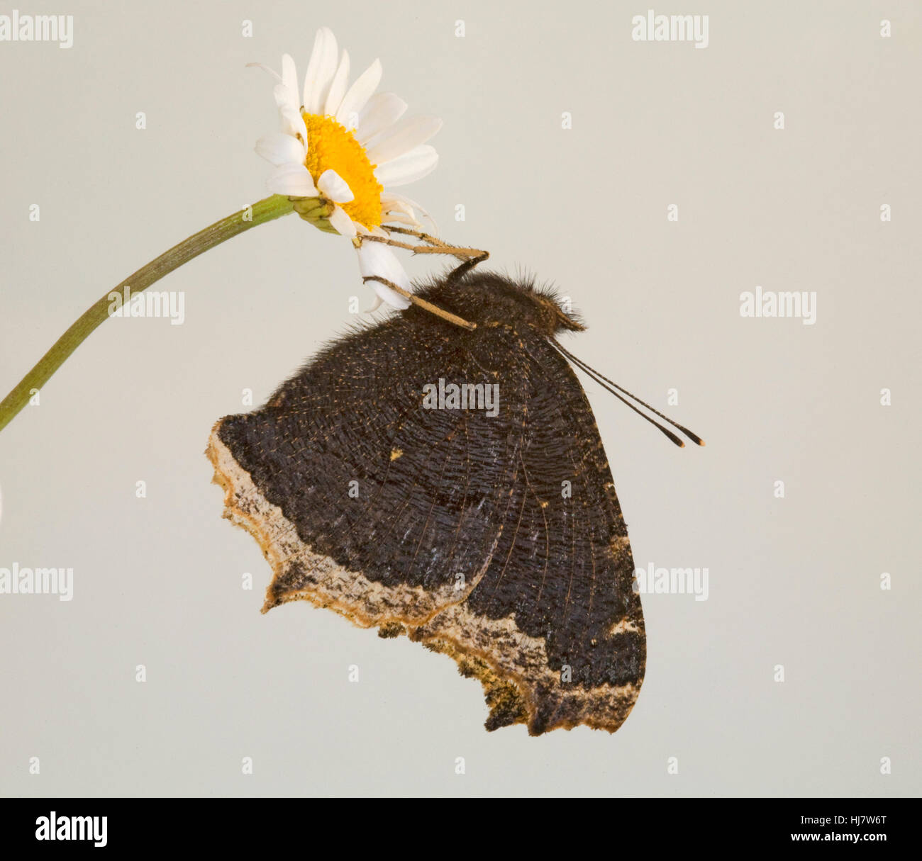 Ein Trauermantel Schmetterling, Nymphalis Antiopa, fordert eine Camberwell Schönheit und Grand Surprise, ein Ende der Saison Wildblumen. Stockfoto