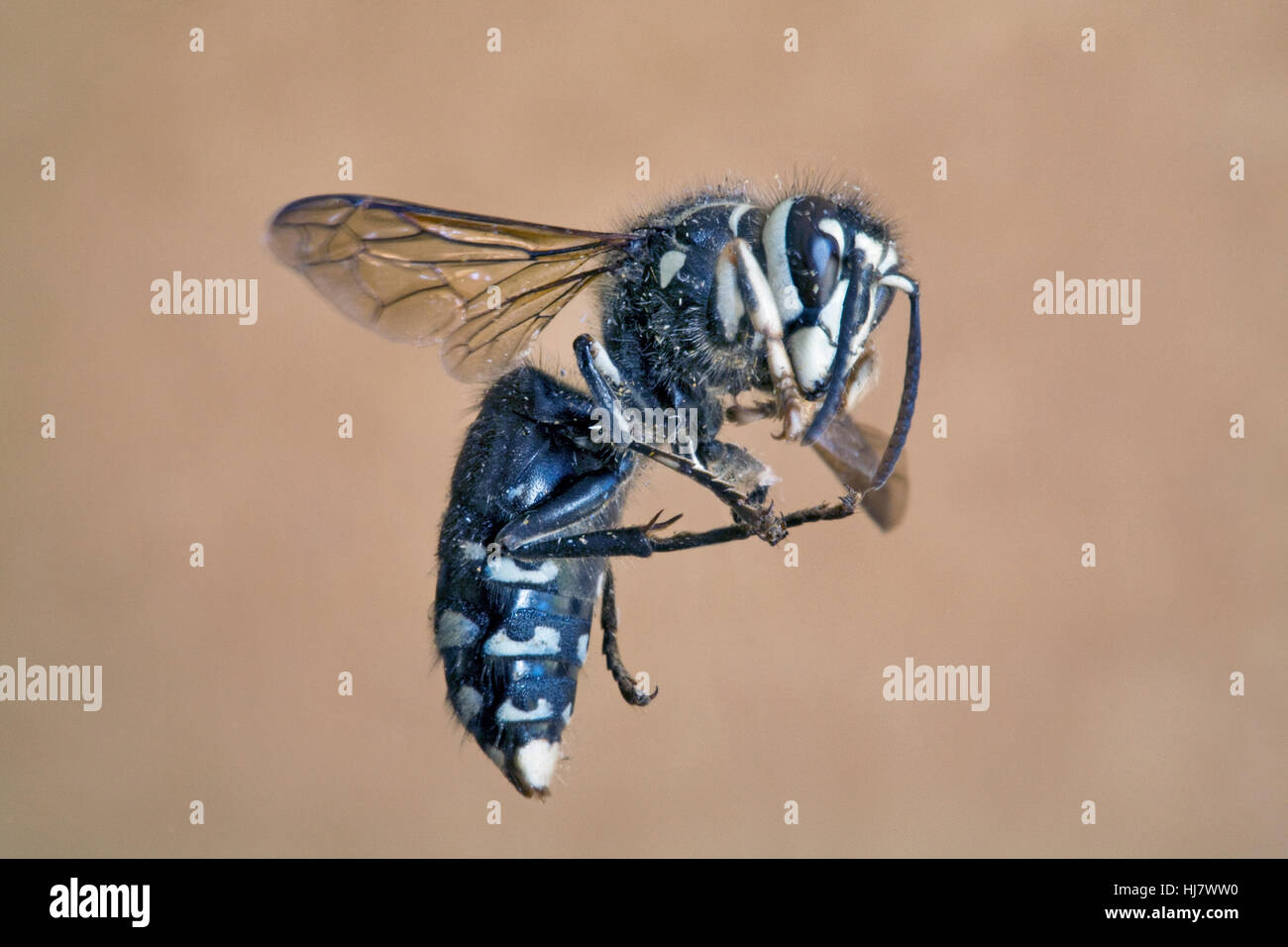 Ein kühner Hornisse, Vespula Maculata, im Flug Stockfoto