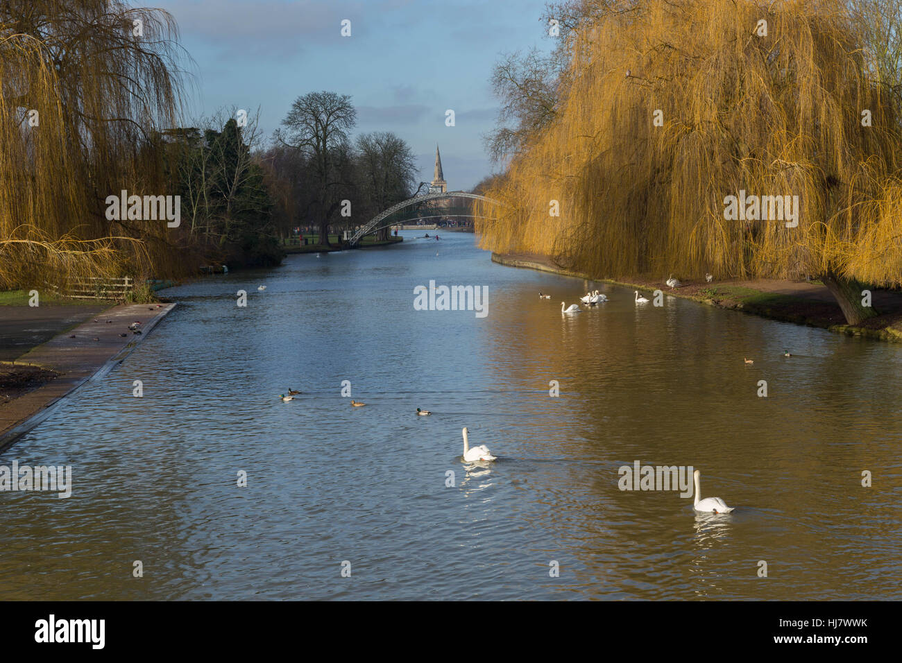 Ein Bild des Flusses Ouse in Bedford mit Schwänen und Enten. Stockfoto