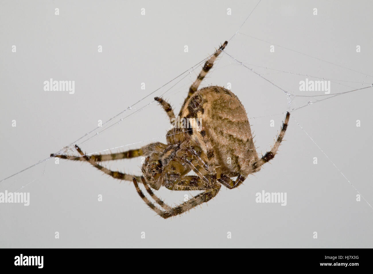 Ein Kreuz Orbweaver Spinne, Araneus Diadematus, in ihrem Netz Stockfoto