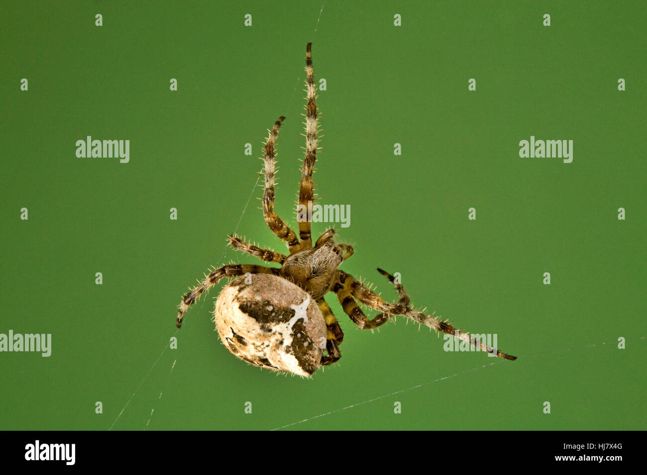 Ein Kreuz Orbweaver Spinne, Araneus Diadematus, in ihrem Netz Stockfoto