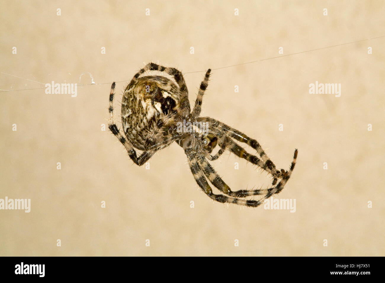 Ein Kreuz Orbweaver Spinne, Araneus diadematus Stockfoto