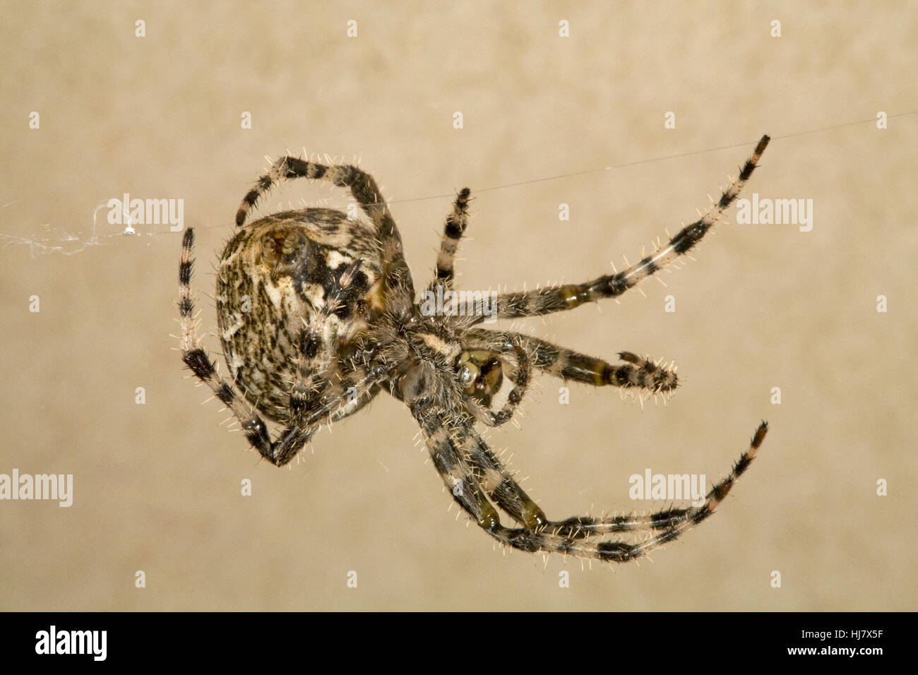 Ein Kreuz Orbweaver Spinne, Araneus diadematus Stockfoto