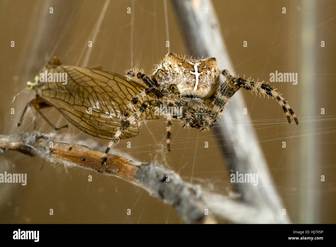 Ein Kreuz Orbweaver Spinne, Araneus Diadematus, in ihrem Netz mit einem goldenen Steinfliegenmuster, die sie gefangen genommen. Stockfoto