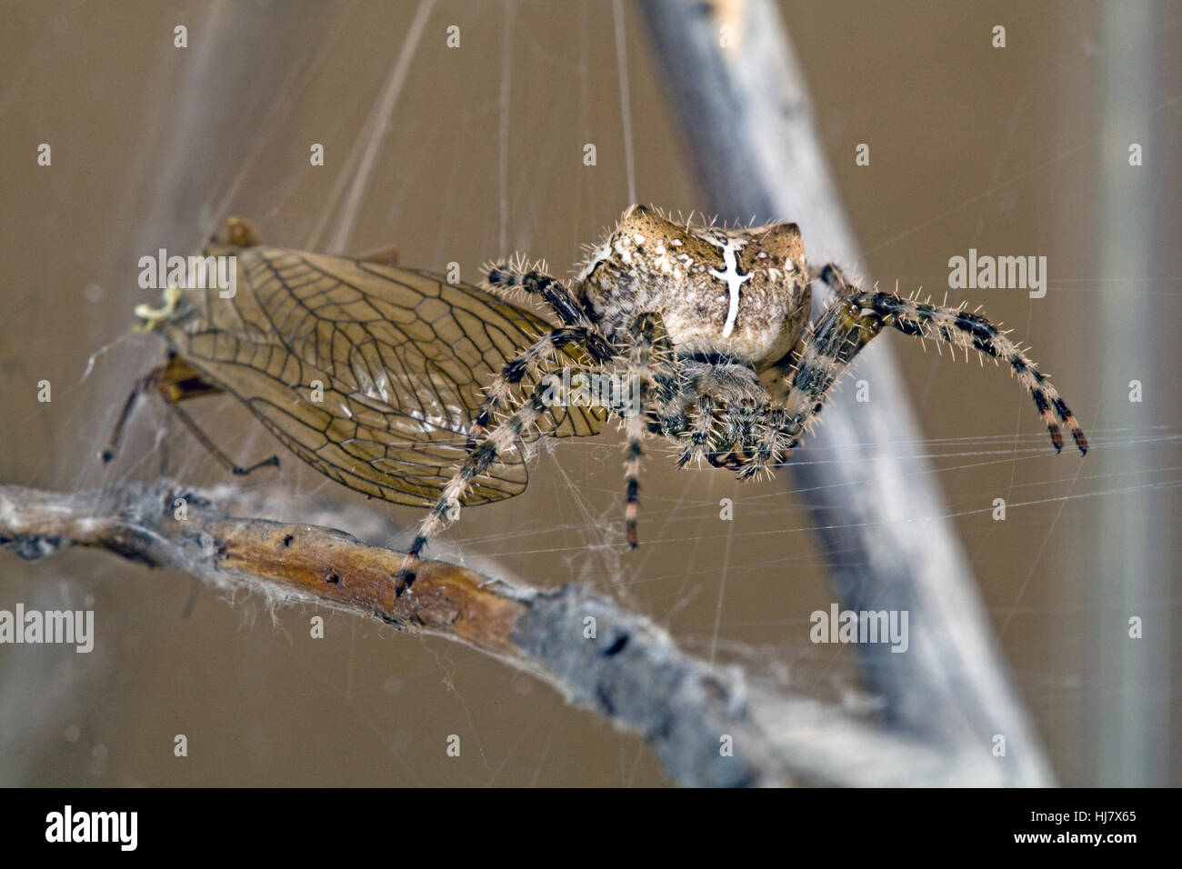 Ein Kreuz Orbweaver Spinne, Araneus Diadematus, in ihrem Netz mit einem goldenen Steinfliegenmuster, die sie gefangen genommen. Stockfoto