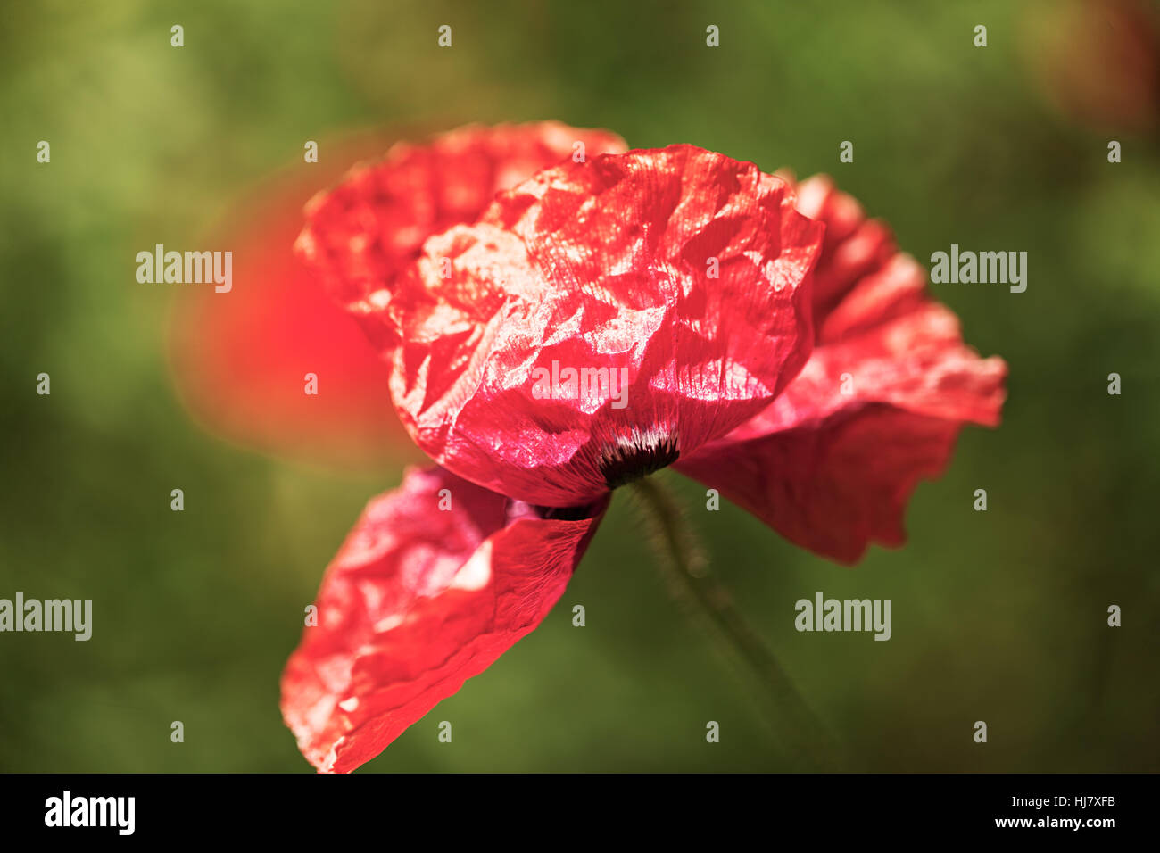 Roter Mohn in den Rasen auf dem grünen Hintergrund, geringe Schärfentiefe Hinweis Stockfoto