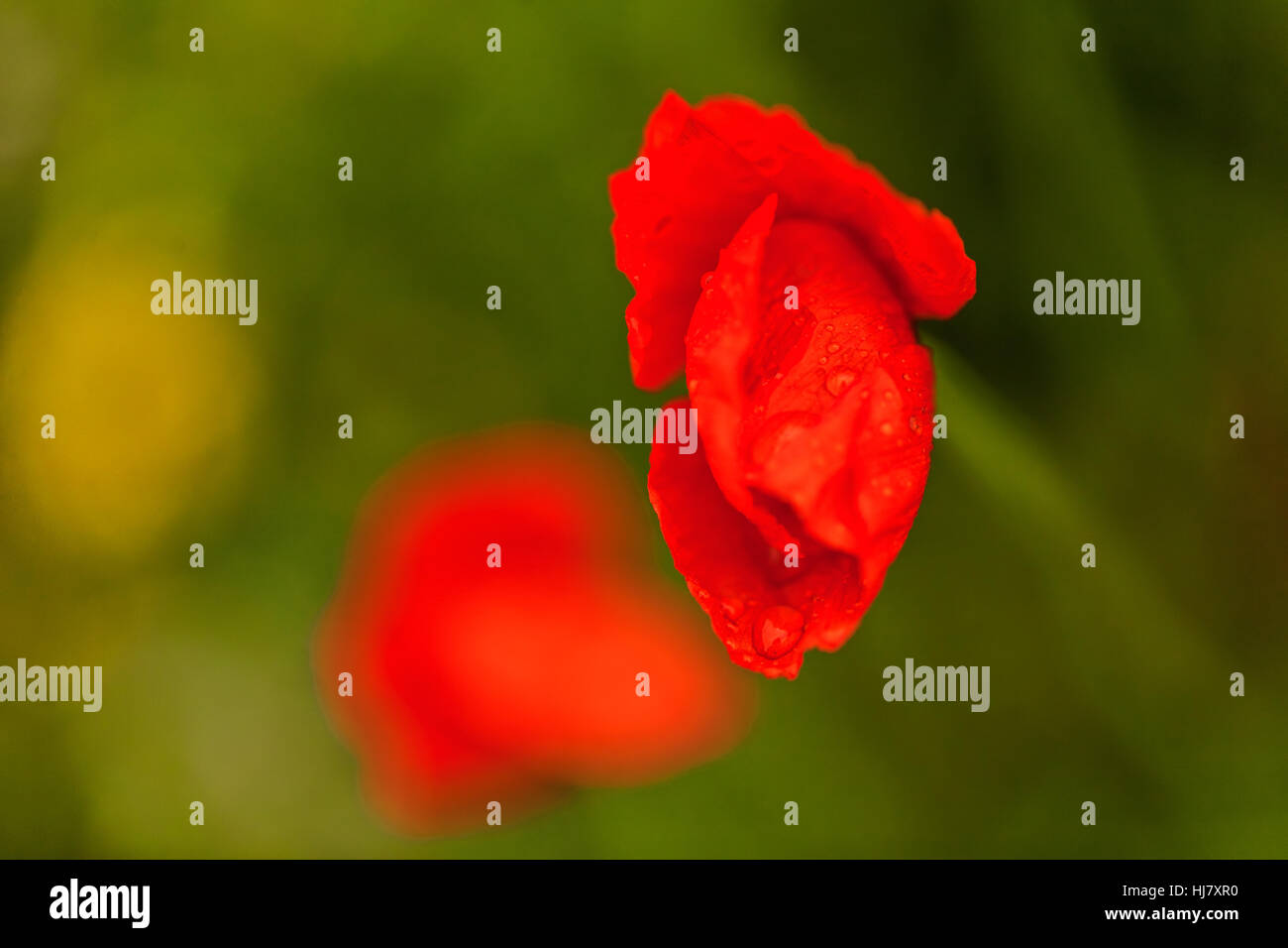 Mohn in den Rasen auf dem grünen Hintergrund, geringe Schärfentiefe Hinweis Stockfoto