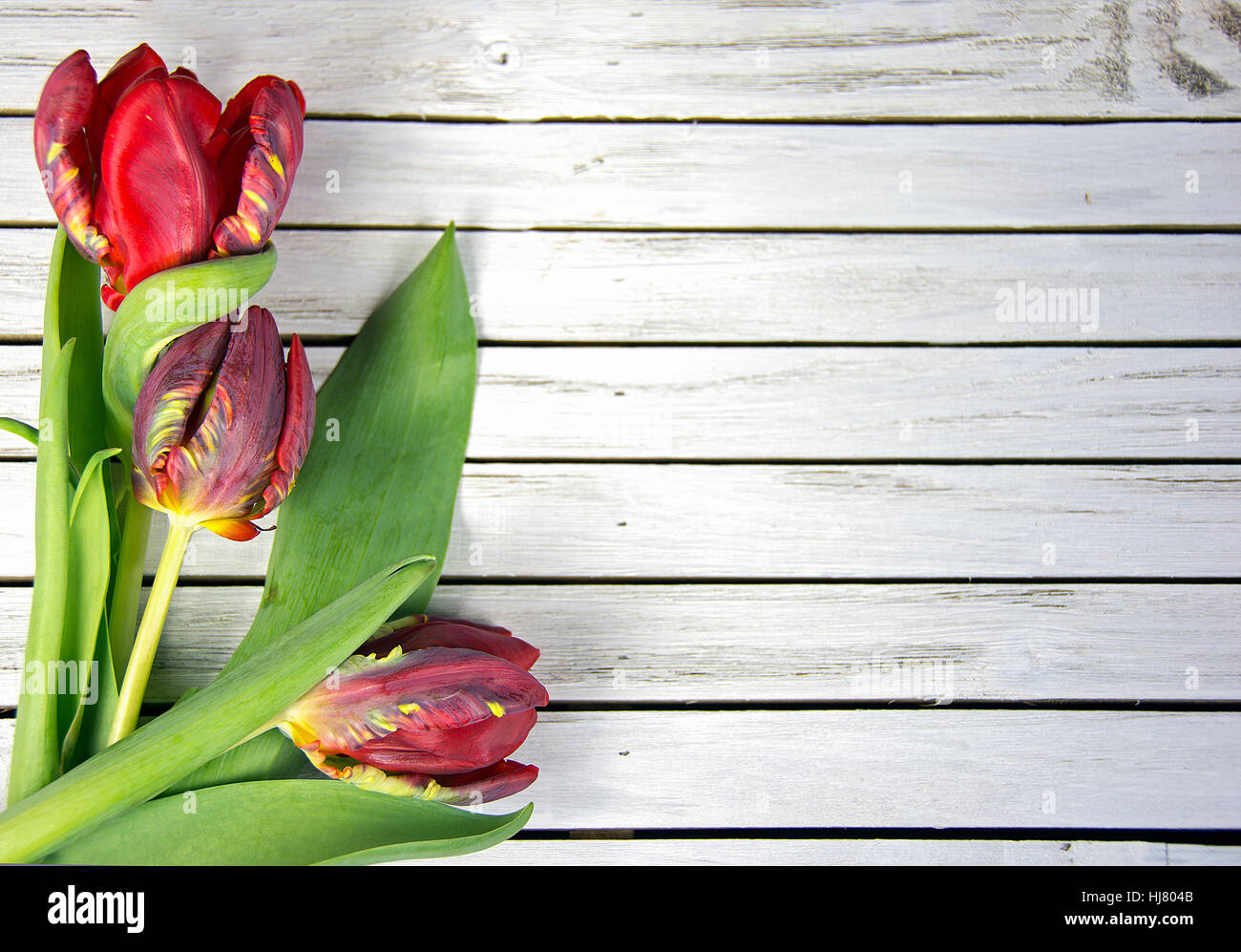 schicke rote Tulpen auf weiß getünchten Holz Stockfoto