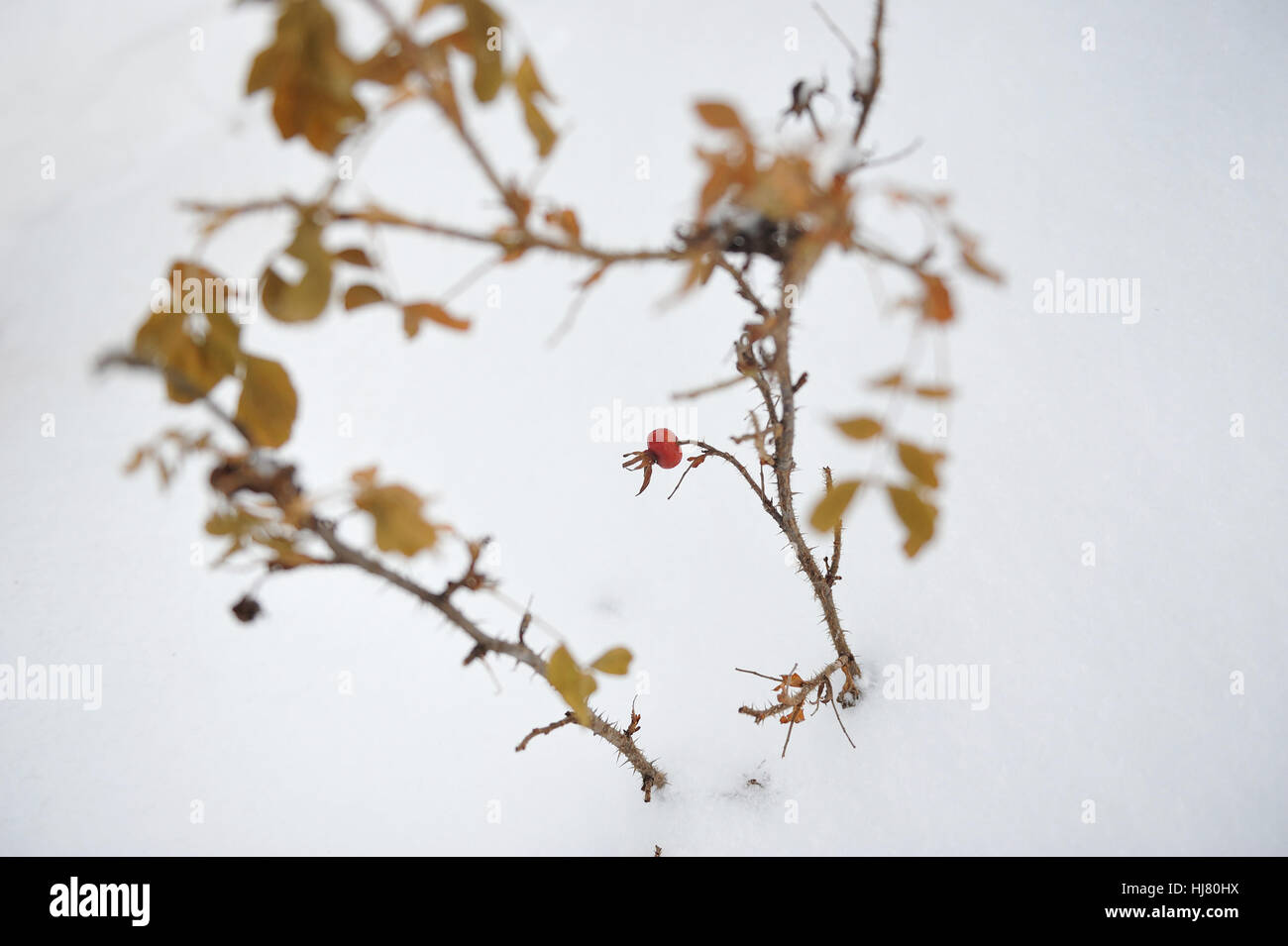 Die wilde Rosenbusch mit Schnee bedeckt, mitten im winter Stockfoto