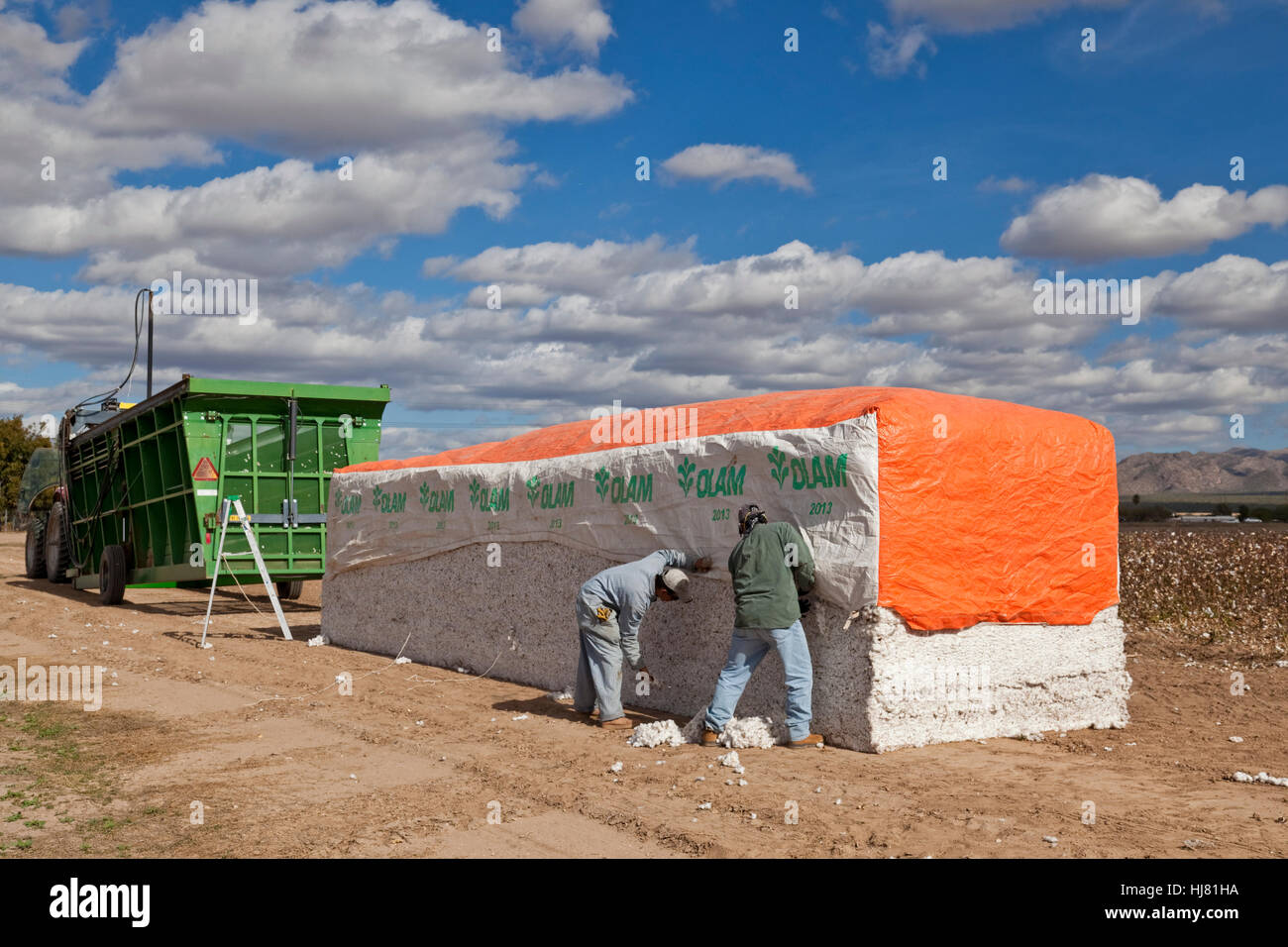 18.000 Pfund Baumwolle Bale - Baumwollernte - Marana, Arizona Stockfoto