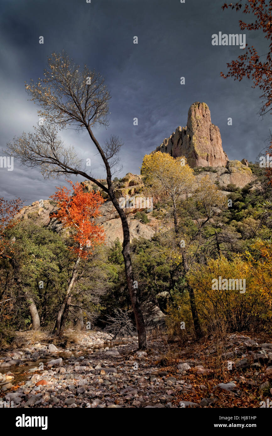 Herbst in der Chiricahua Wildnis, Arizona Stockfoto