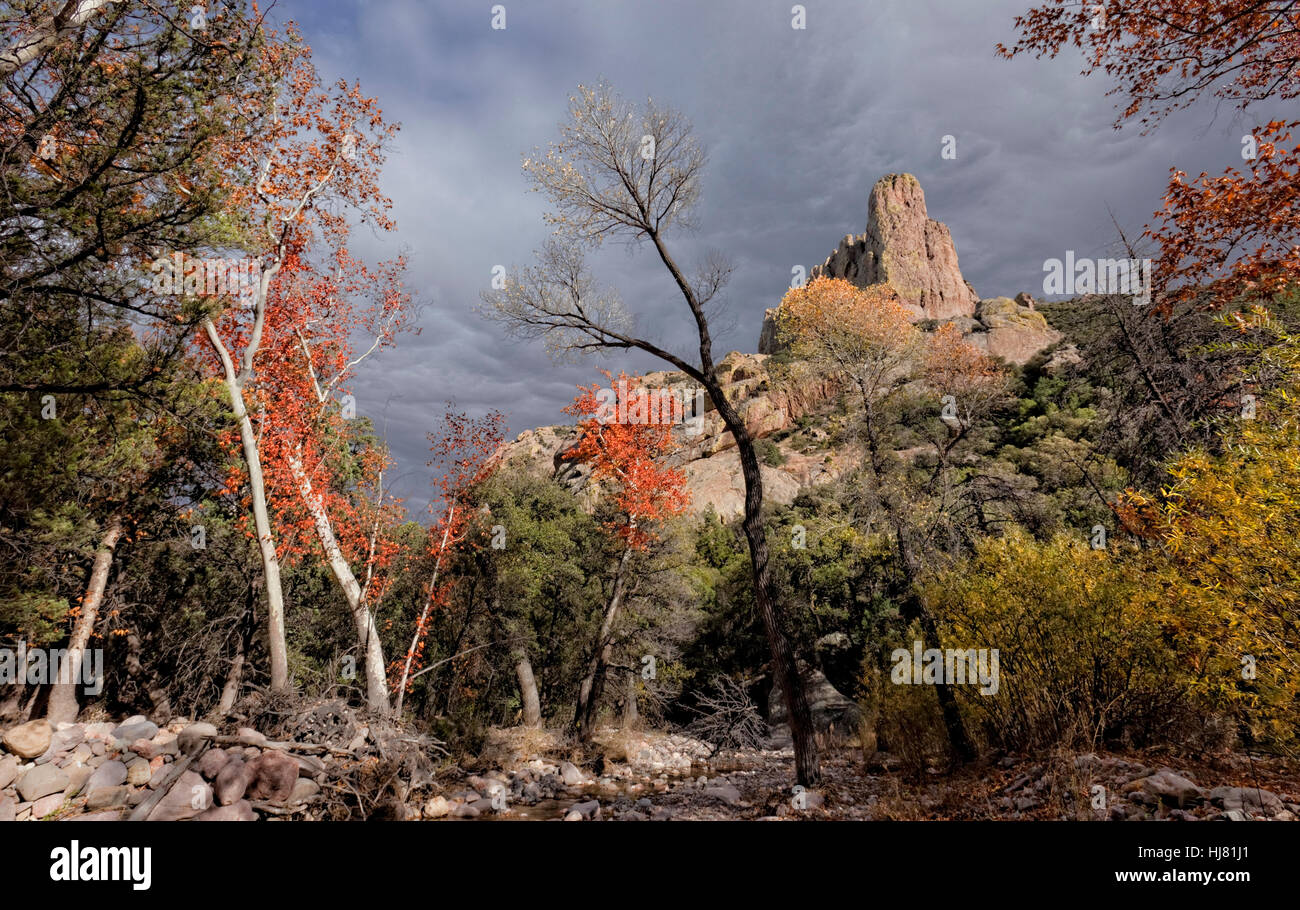 Herbst in der Chiricahua Wildnis, Arizona Stockfoto