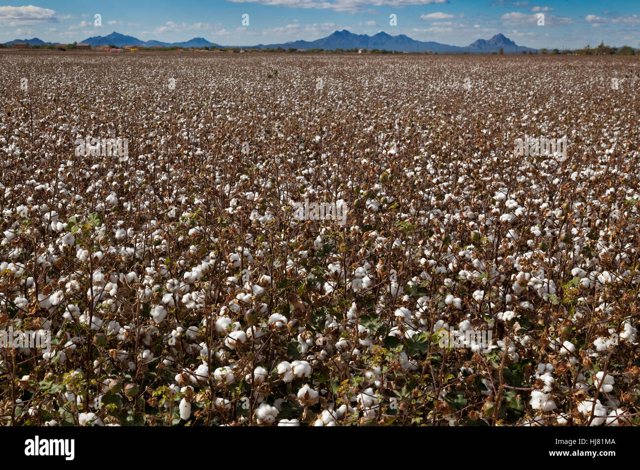Baumwolle Feld bereit für die Ernte - Marana, Arizona Stockfoto