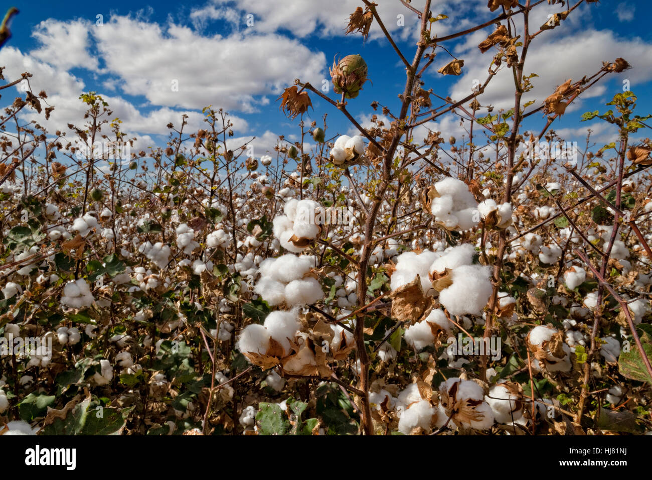 Pima-Baumwolle bereit für die Ernte - Landwirtschaft - Marana, Arizona Stockfoto
