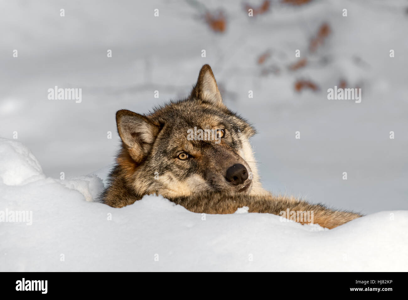 Nahaufnahme von grauer Wolf / grey Wolf (Canis Lupus) ruhen im Schnee im Winter und auf der Suche nach hinten Stockfoto