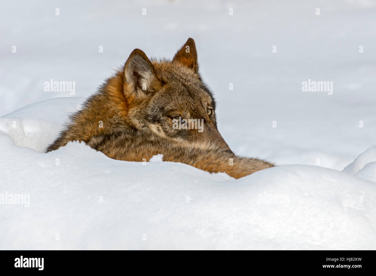 Nahaufnahme von grauer Wolf / graue Wolf (Canis Lupus) ruhen zusammengerollt im Schnee im winter Stockfoto