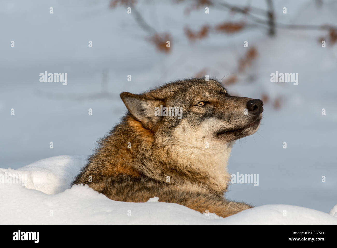 Nahaufnahme von grauer Wolf / graue Wolf (Canis Lupus) ruhen zusammengerollt im Schnee im winter Stockfoto