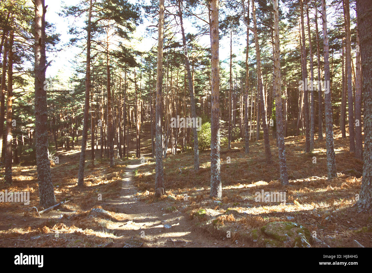 Ein Weg durch den Wald. Stockfoto