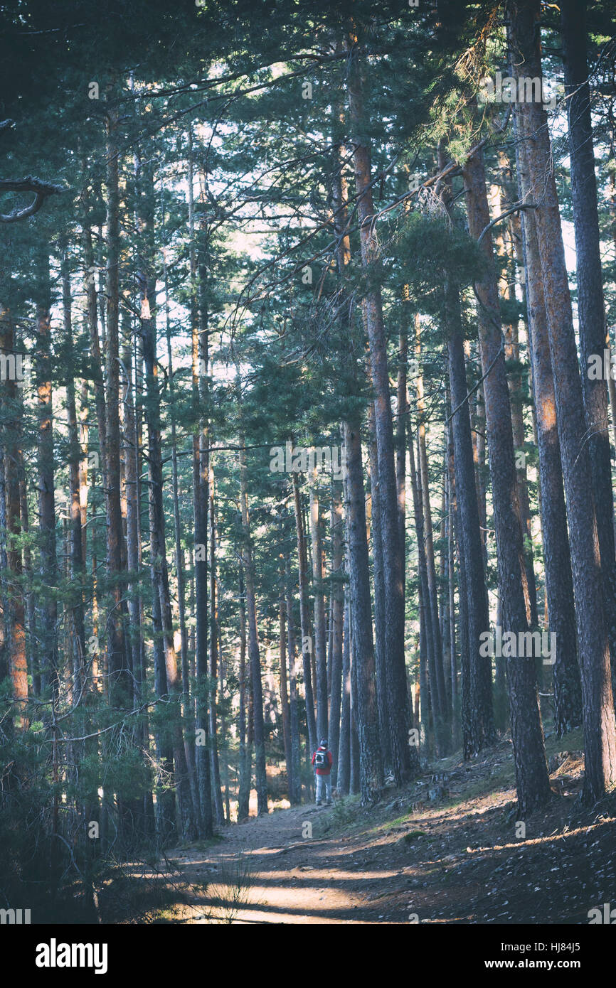Wanderer unter hohen Bäumen. Stockfoto