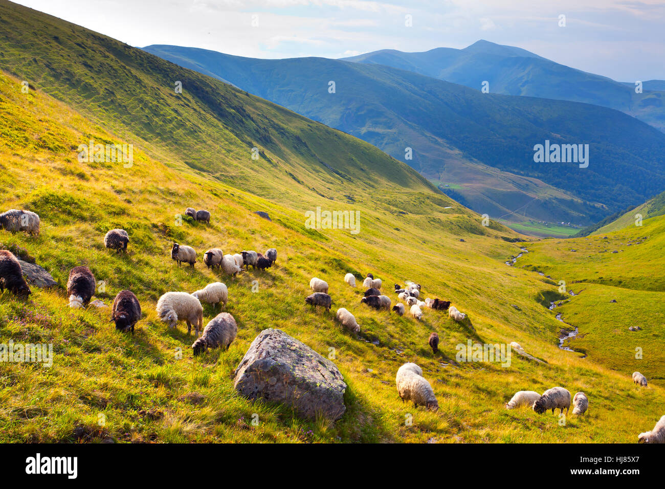 Schafe in den Bergen im Sommer Stockfoto