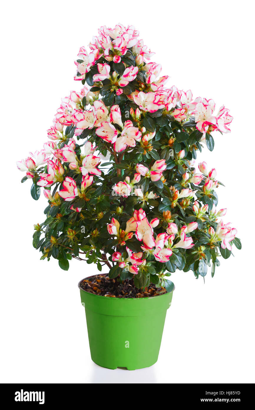 Blhende Pflanze der Azalee in grnen Blumentopf isoliert auf weiss  Stockfotografie - Alamy