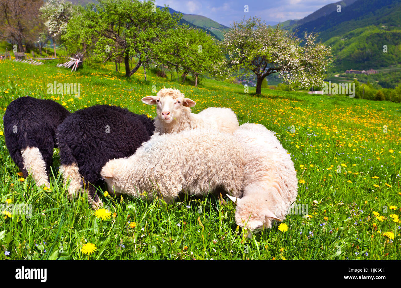 Schafe auf einer Farm im Frühling in den Bergen Stockfoto