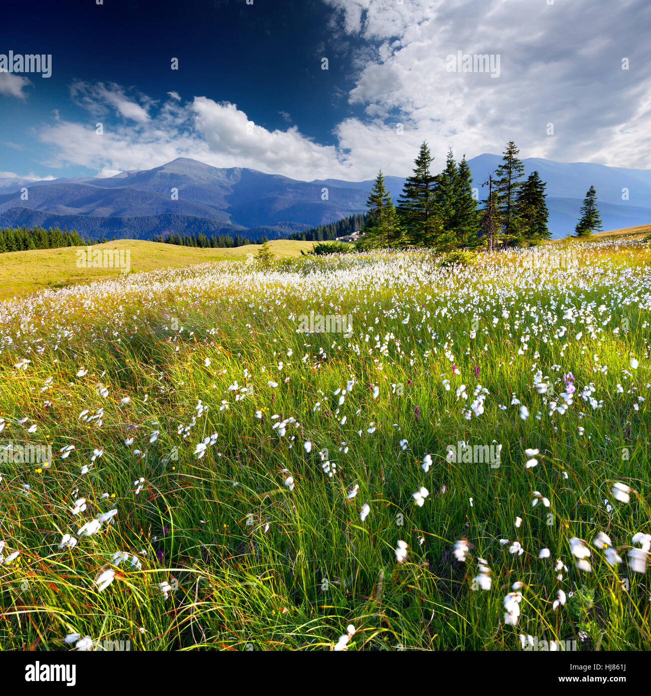 Schönen Sommerlandschaft in den Bergen mit einer Federgras Stockfoto