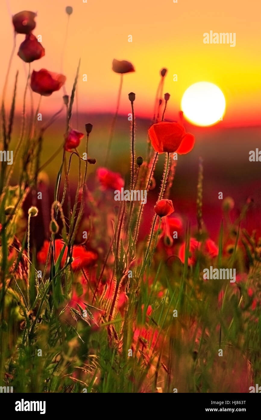 Mohnblumen bei Sonnenuntergang Stockfoto