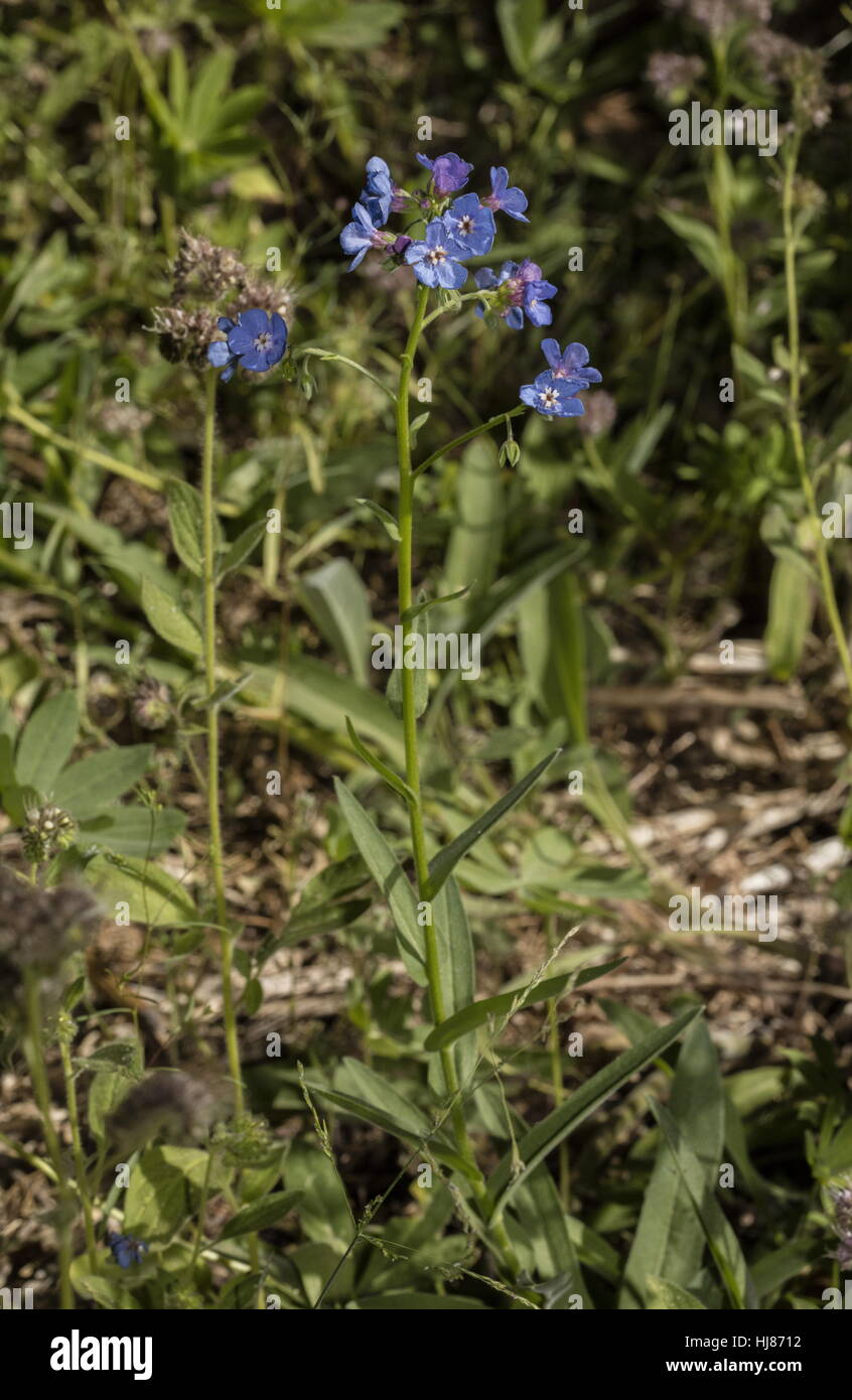 Samt mithilfe, Hackelia Velutina Blüte in Redwood Forest, Sierra Nevada. Stockfoto