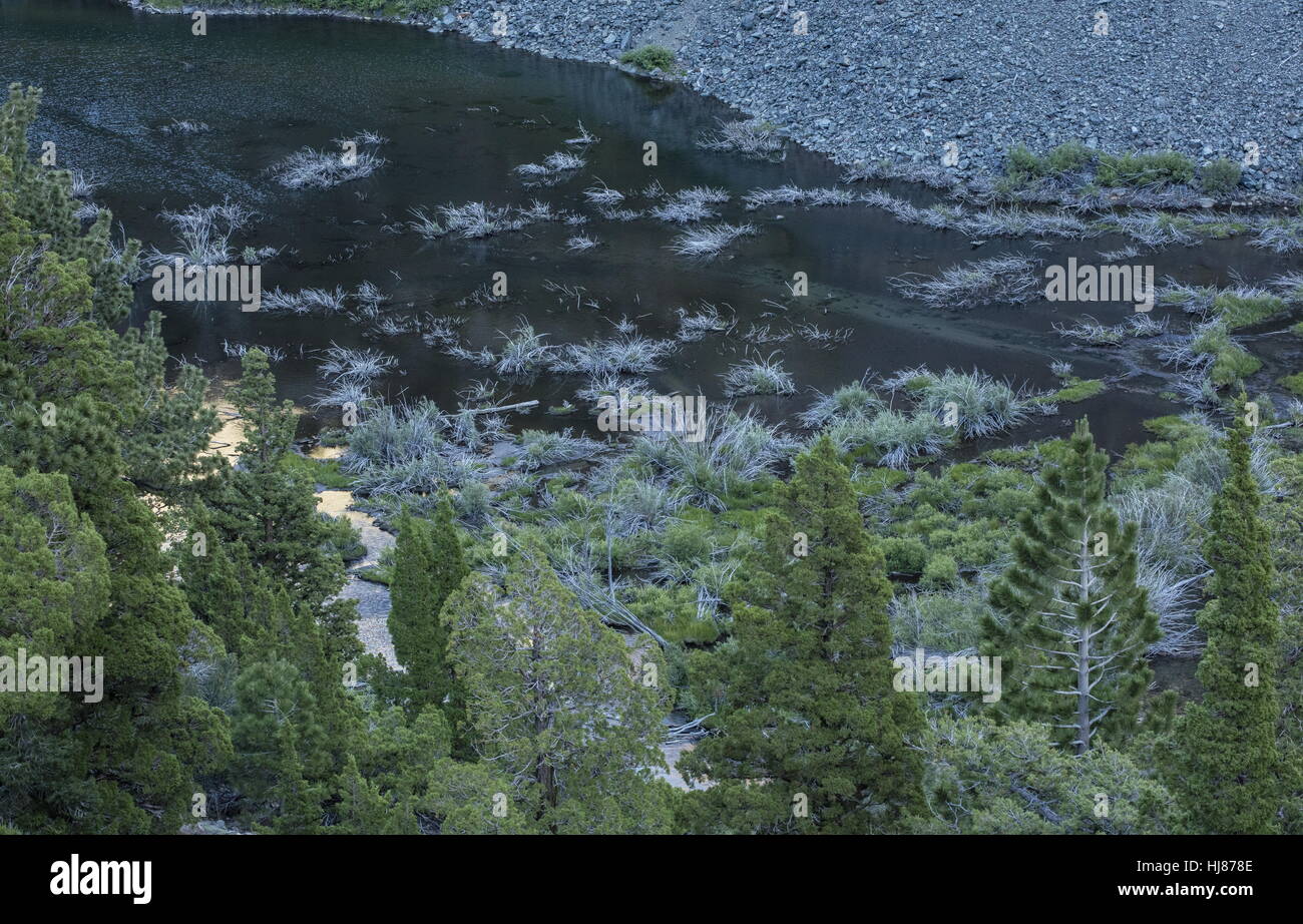 Tote und sterbende Sträucher im Biber Teich, Lundy Canyon, Sierra Nevada, Kalifornien überflutet. Stockfoto