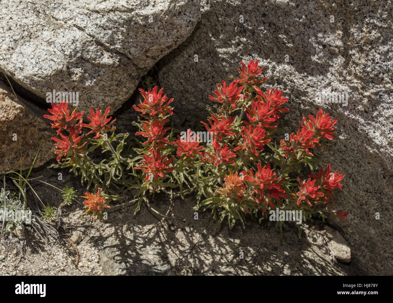 Narrow-leaved Indian Paintbrush, Castilleja Linariifolia in Blüte in Felsspalte, Sierra Nevada. Stockfoto