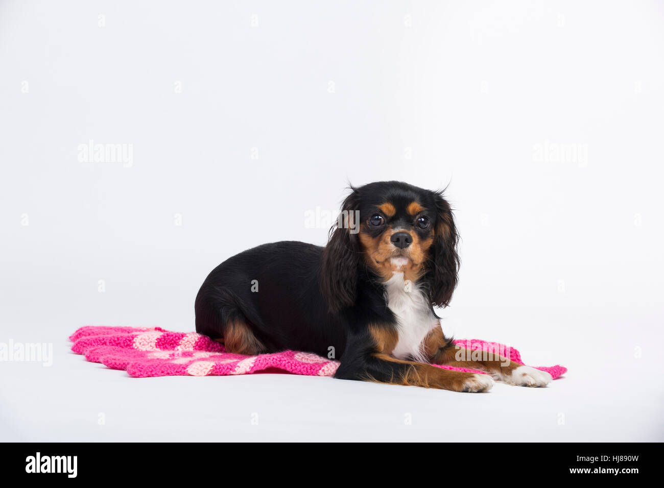 Studio Bild des Cavalier King Charles Spaniel. Stockfoto