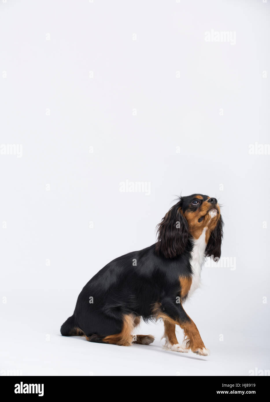 Studio Bild des Cavalier King Charles Spaniel. Stockfoto