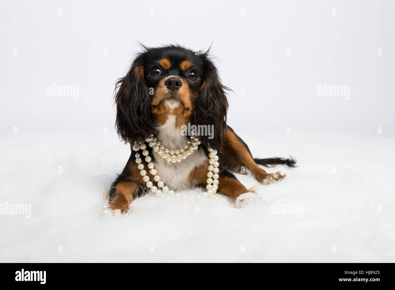 Studio Bild des Cavalier King Charles Spaniel. Stockfoto