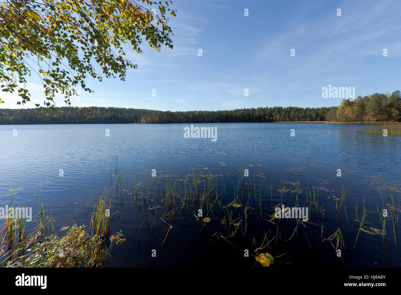 Lammasjärvi See im finnischen Taiga, Kuhmo, Kainuu, Nord Karelien, Finnland Stockfoto