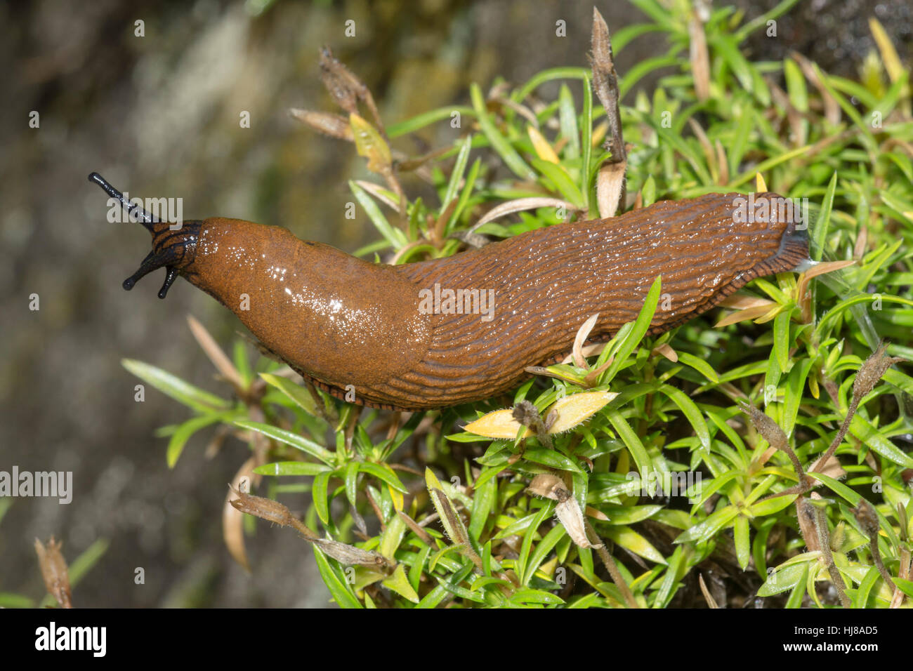 Portugiesische Slug (Arion Lusitanicus), Baden-Württemberg, Deutschland Stockfoto