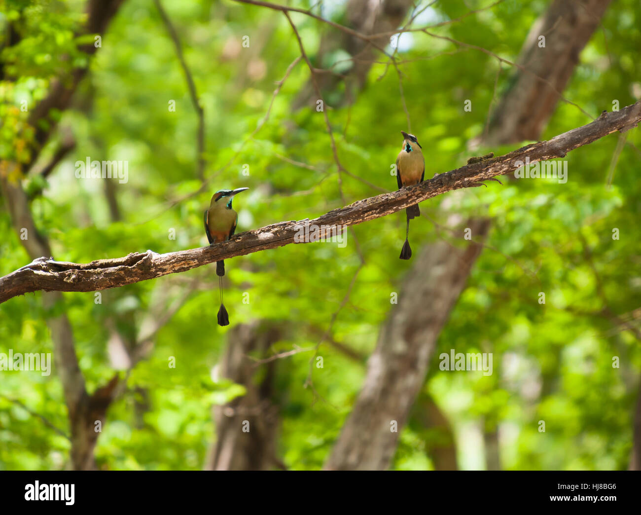 Paar Türkis Browed Motmots, der Nationalvogel Nicaraguas, sitzen auf einem Ast Stockfoto